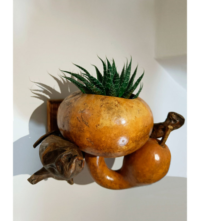 PIANTAZUCCADAPARETE